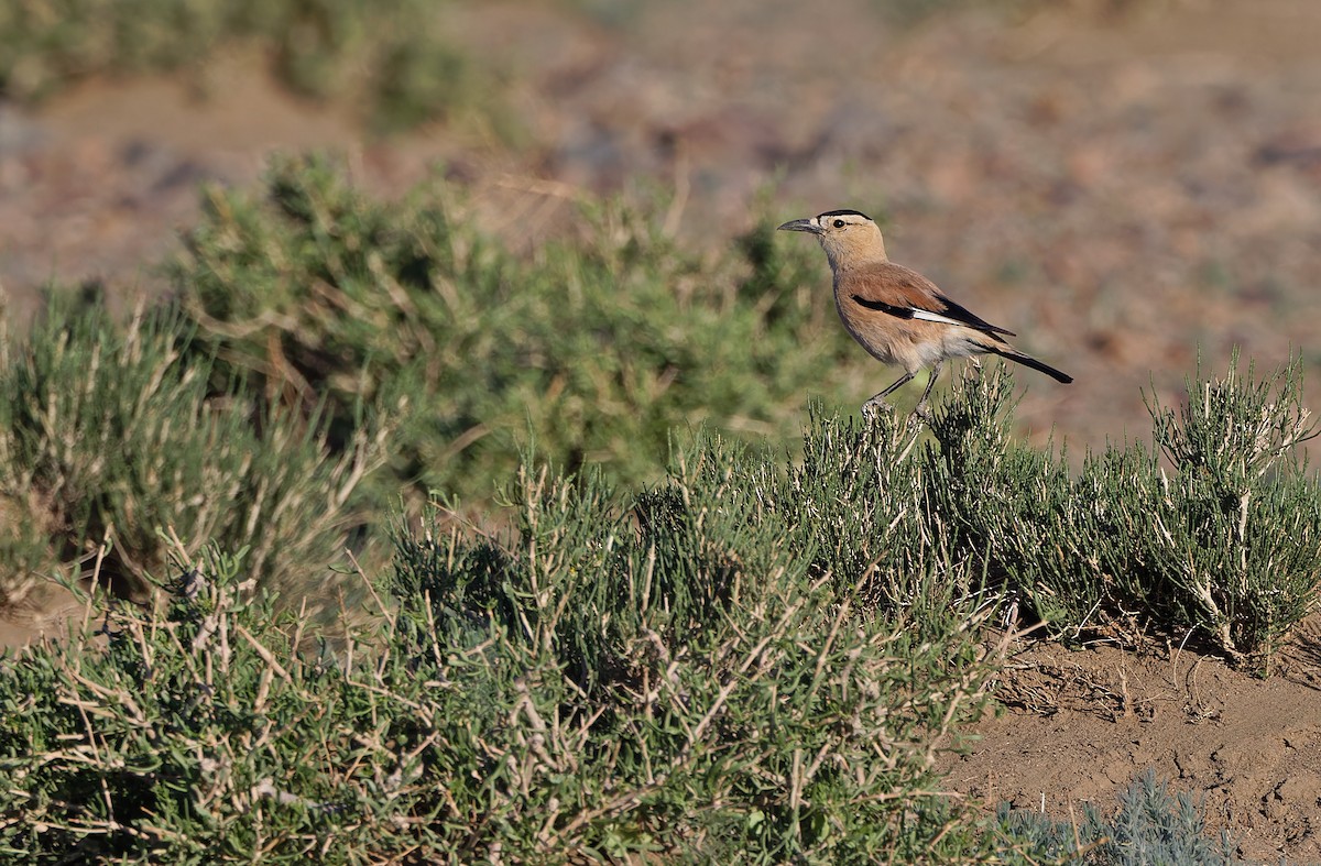 Mongolian Ground-Jay - ML620336817