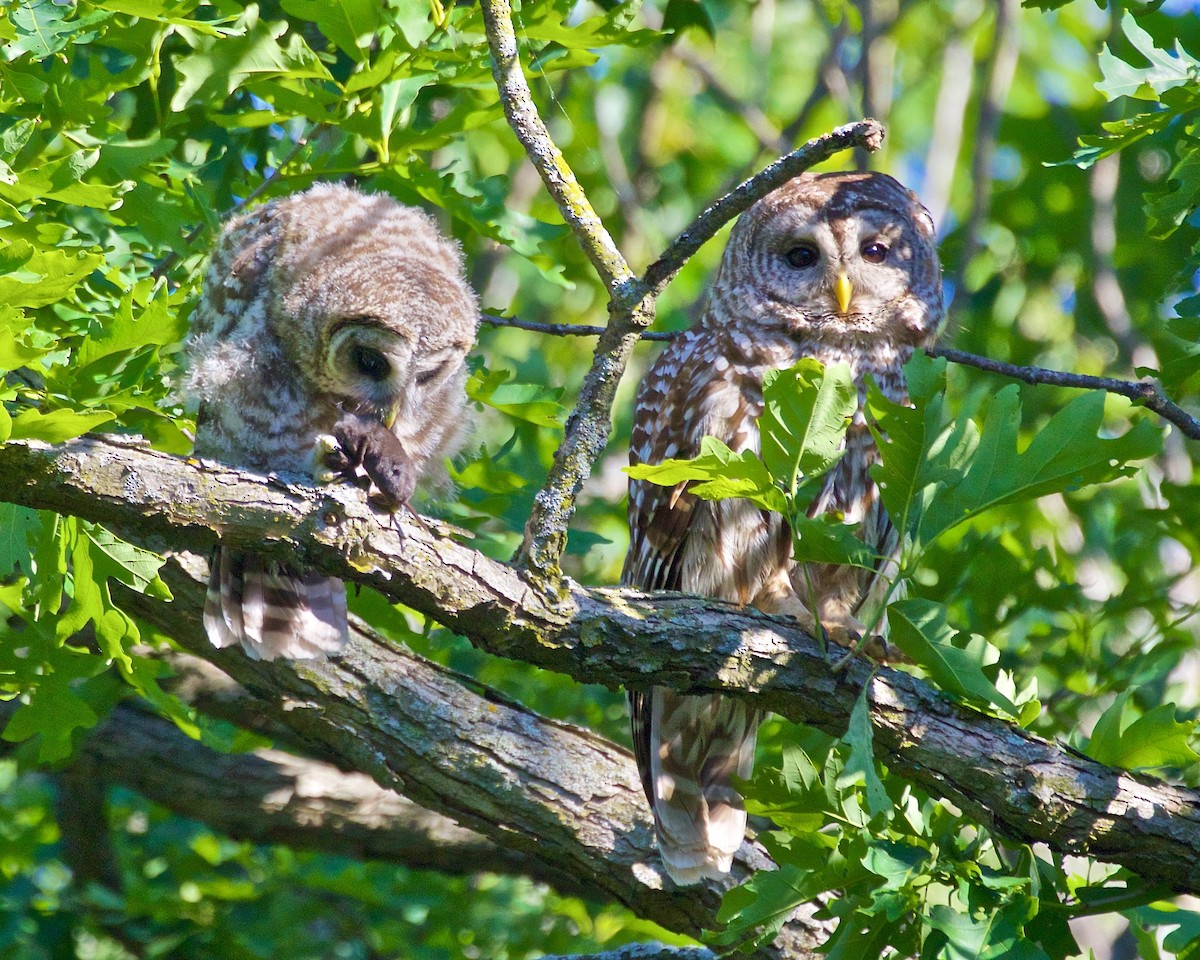 Barred Owl - ML620336825