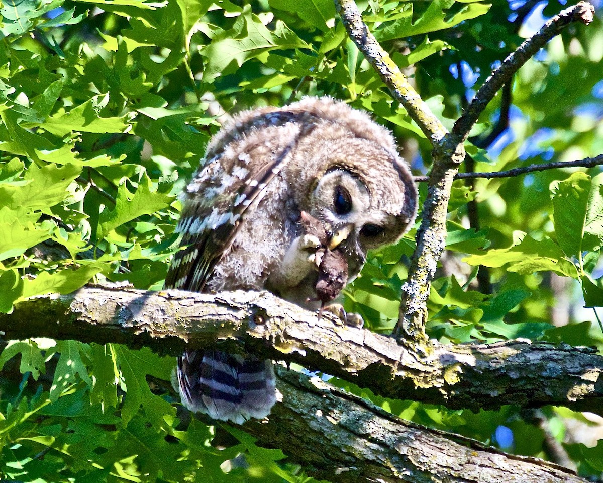 Barred Owl - ML620336826