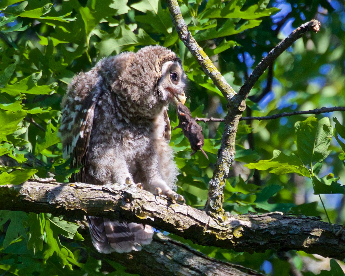 Barred Owl - ML620336827