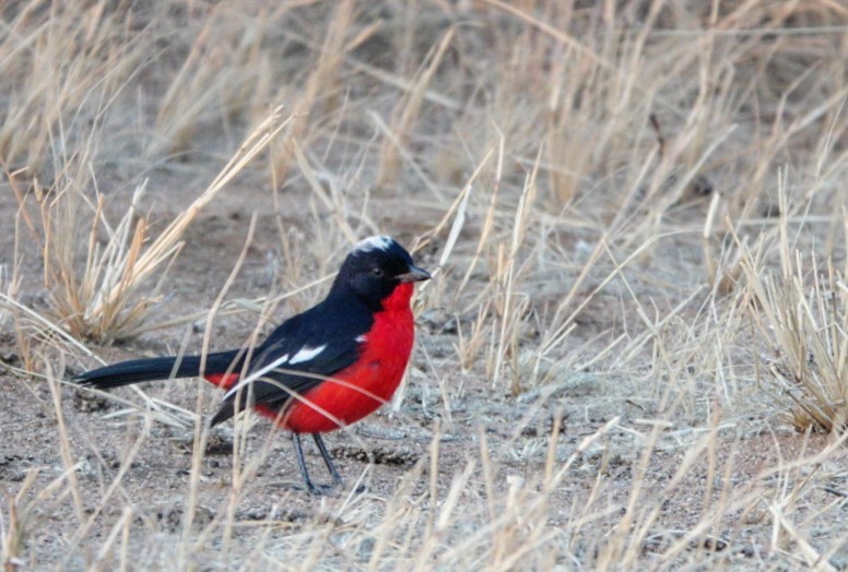 Crimson-breasted Gonolek - ML620336838