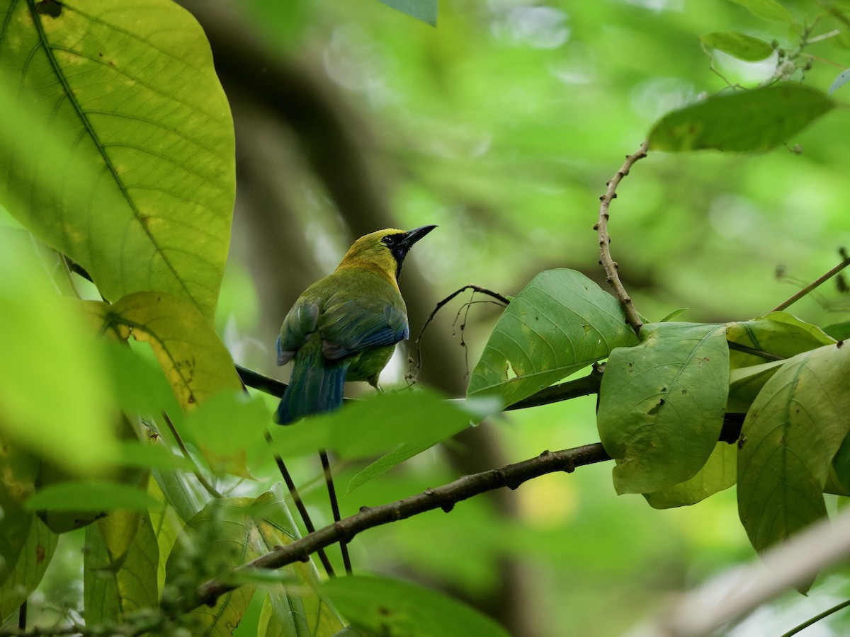 Blue-winged Leafbird - ML620336846