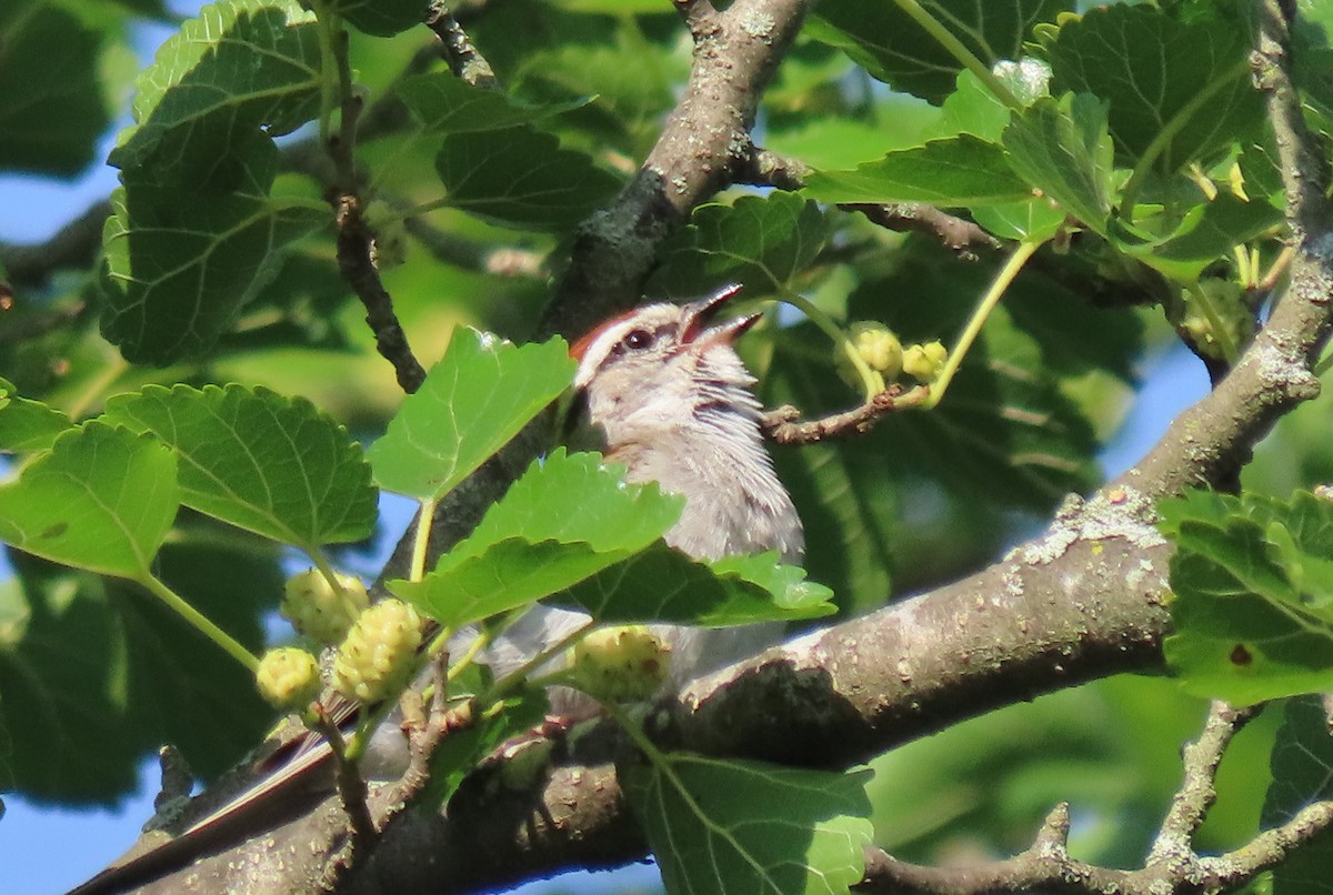 Chipping Sparrow - ML620336848