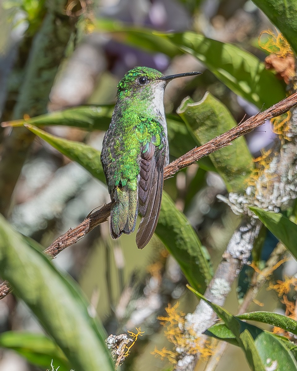 kolibřík zelenopláštíkový - ML620336870