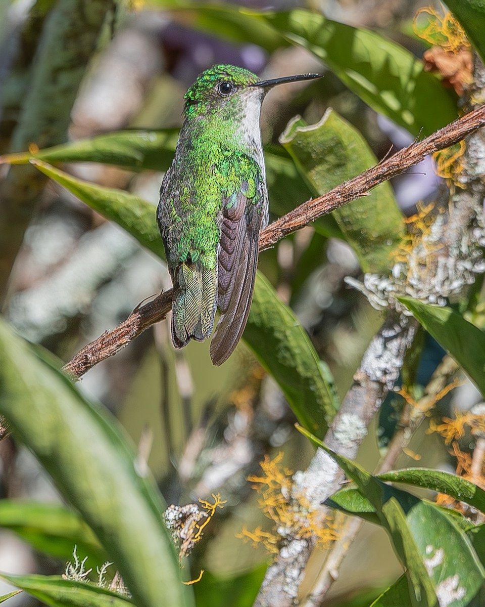 kolibřík zelenopláštíkový - ML620336871