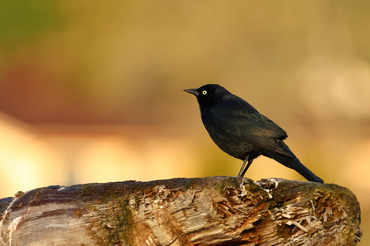 Brewer's Blackbird - ML620336884