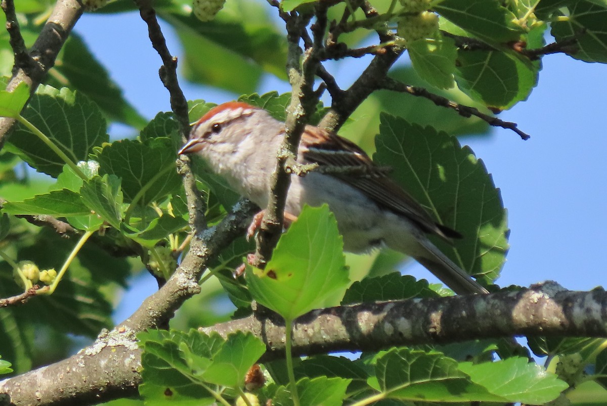 Chipping Sparrow - ML620336889