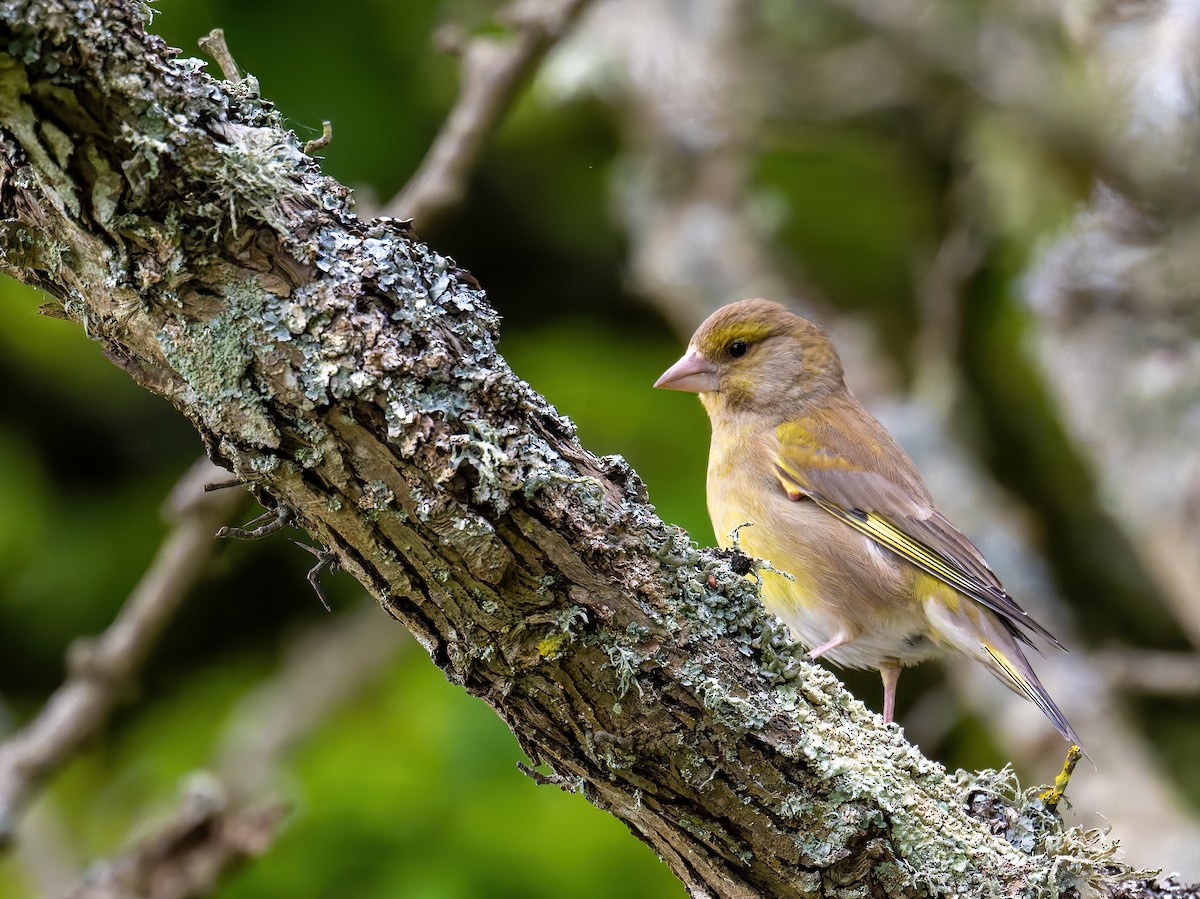 European Greenfinch - ML620336892