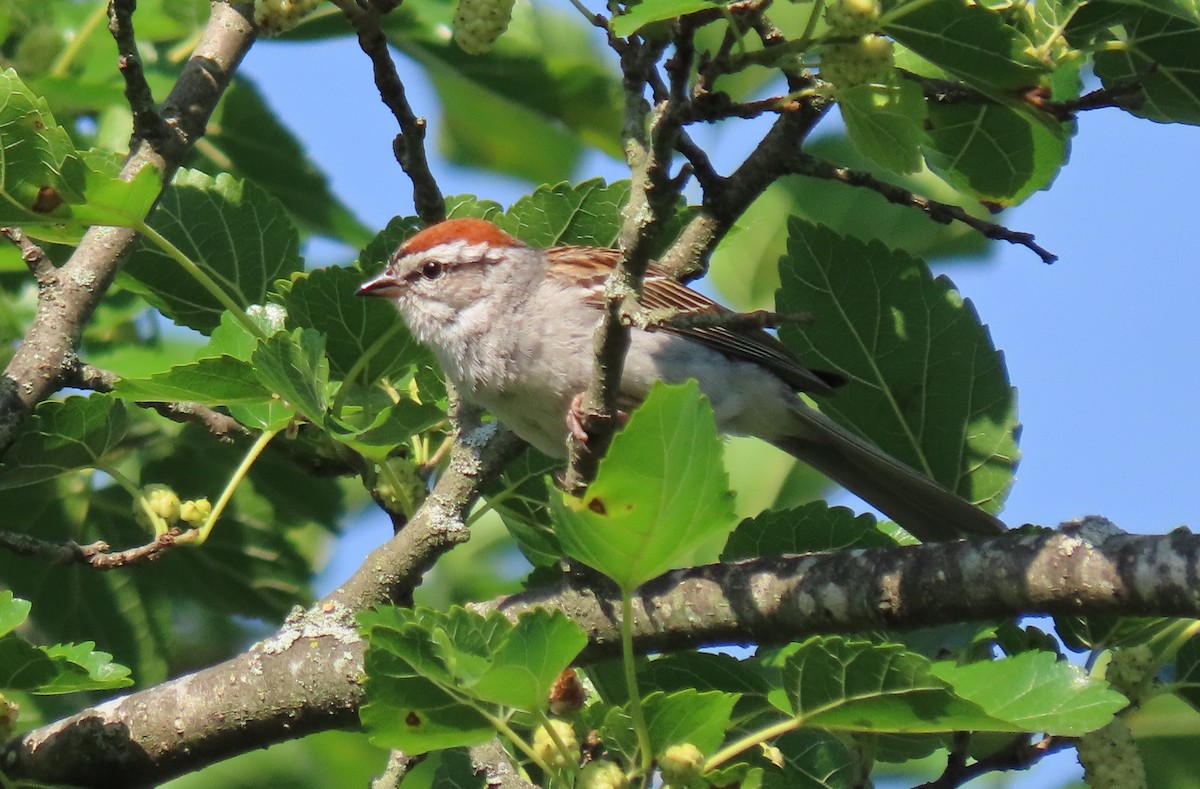 Chipping Sparrow - ML620336896