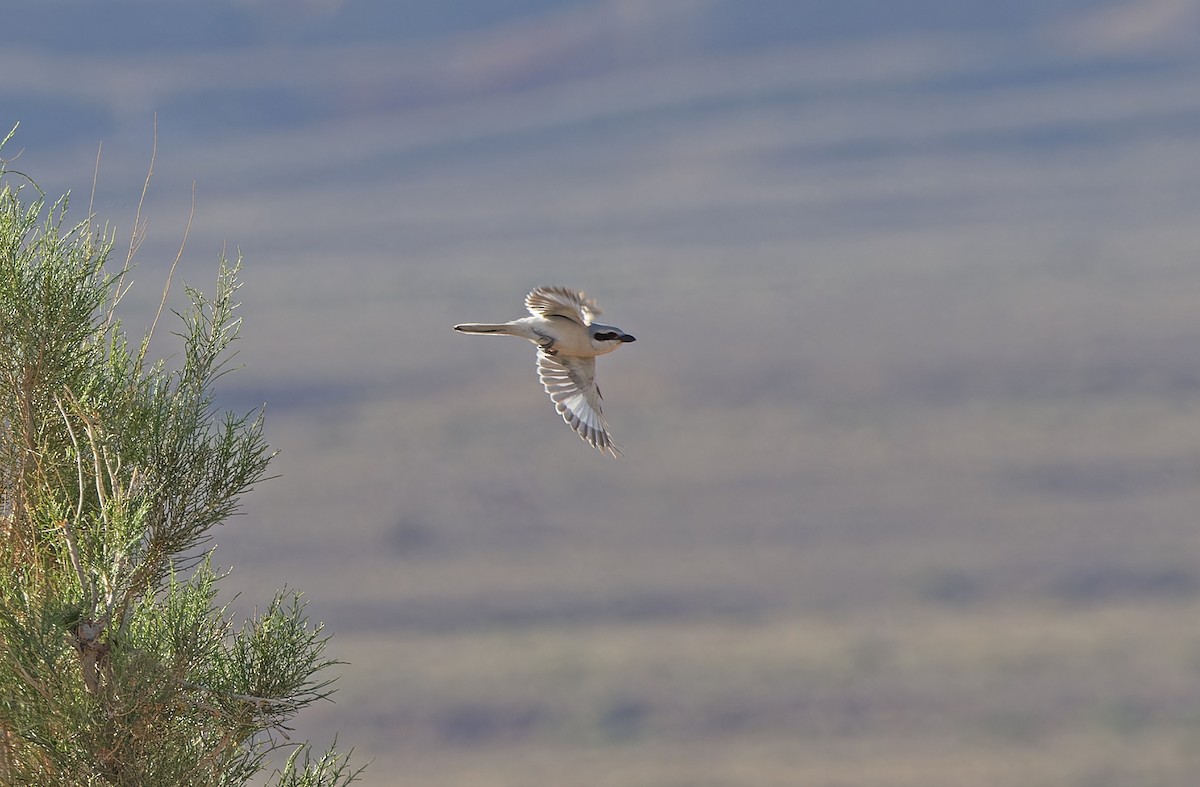 Great Gray Shrike (Steppe) - Robert Hutchinson