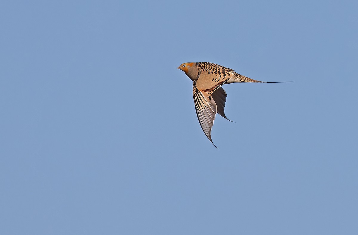 Pallas's Sandgrouse - ML620336906