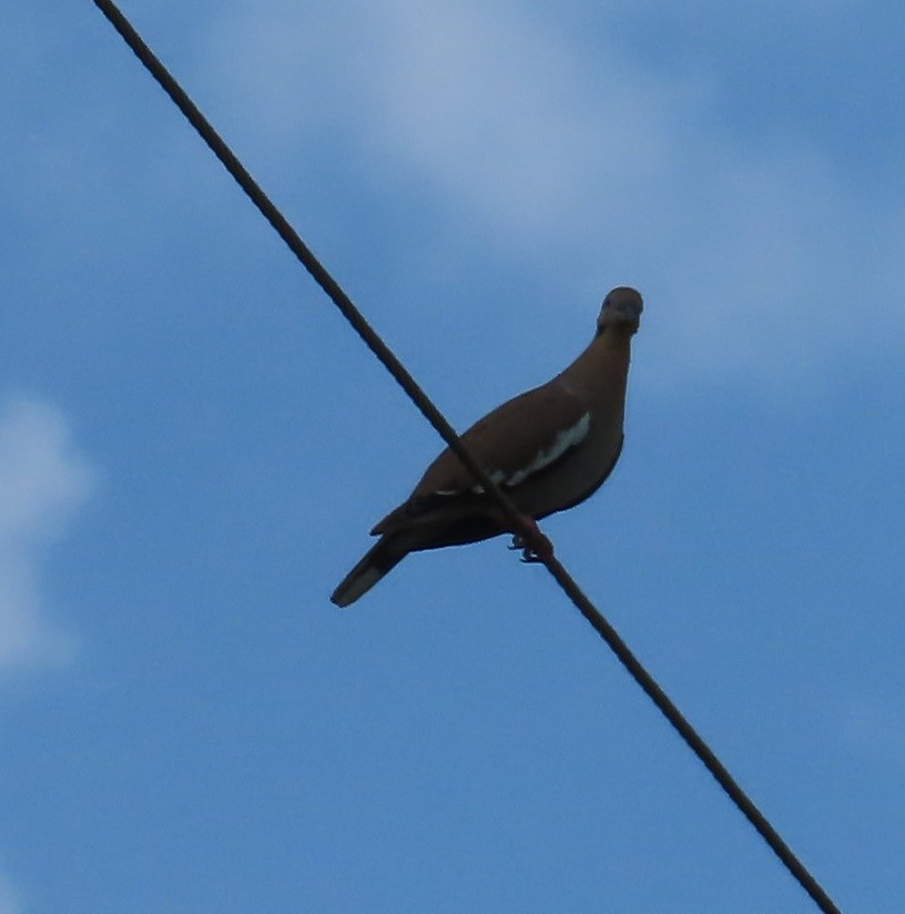 White-winged Dove - ML620336907