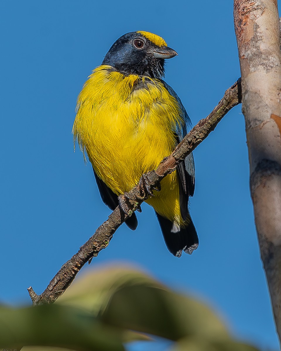 Spot-crowned Euphonia - ML620336911