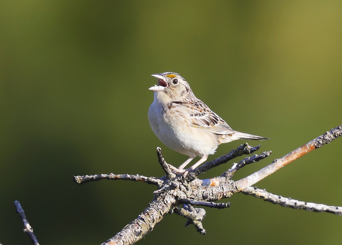 Grasshopper Sparrow - ML620336917