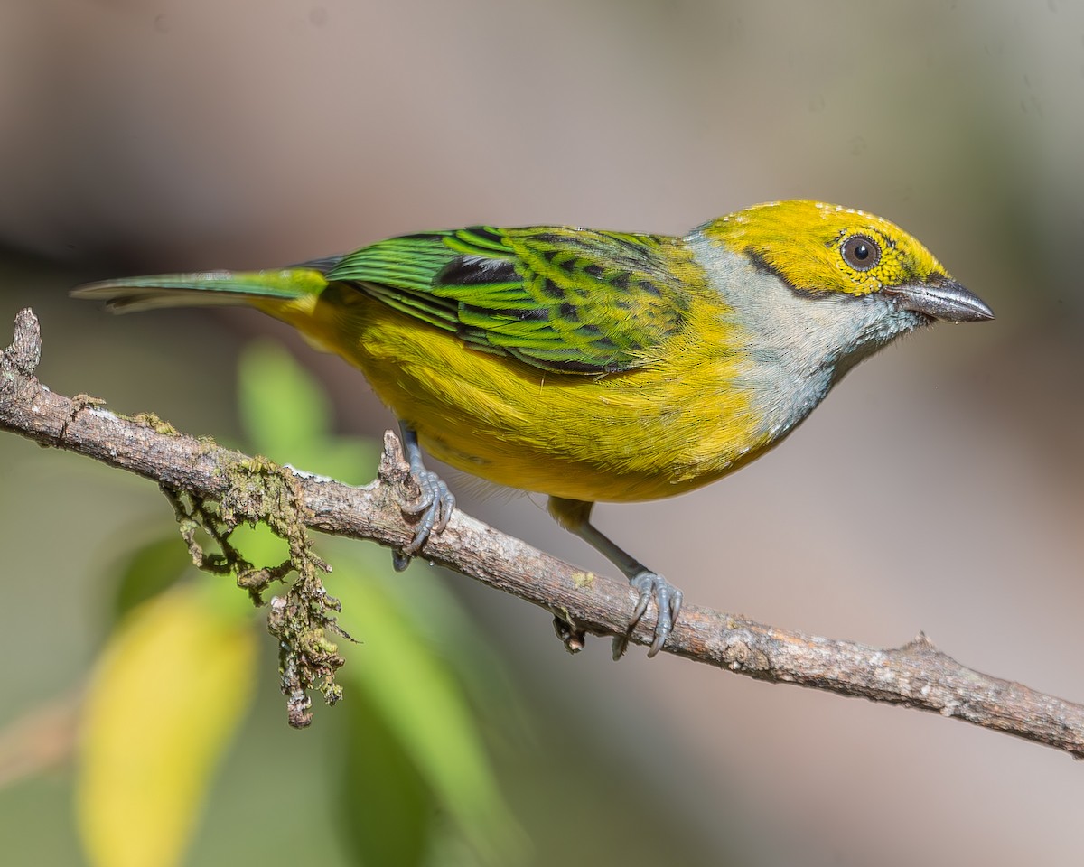 Silver-throated Tanager - ML620336928