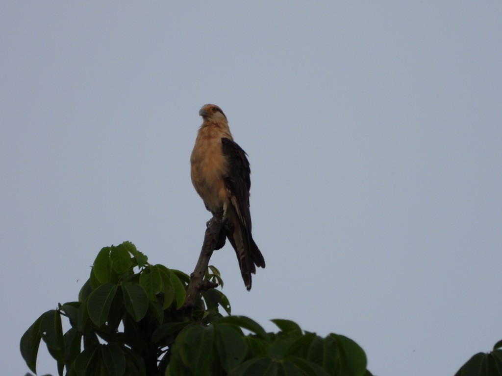 Caracara à tête jaune - ML620336945