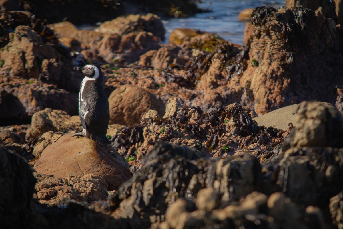 Pingüino de El Cabo - ML620336974