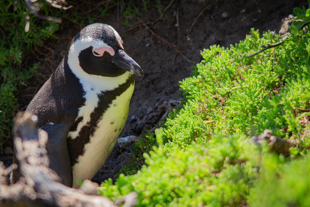 Pingüino de El Cabo - ML620336975