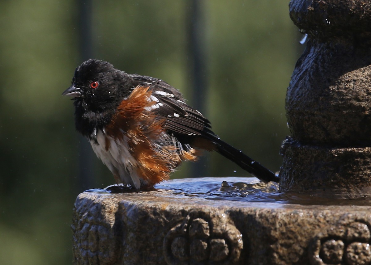Spotted Towhee - ML620336977