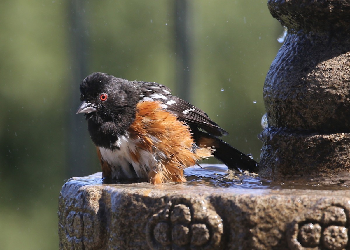 Spotted Towhee - ML620336978