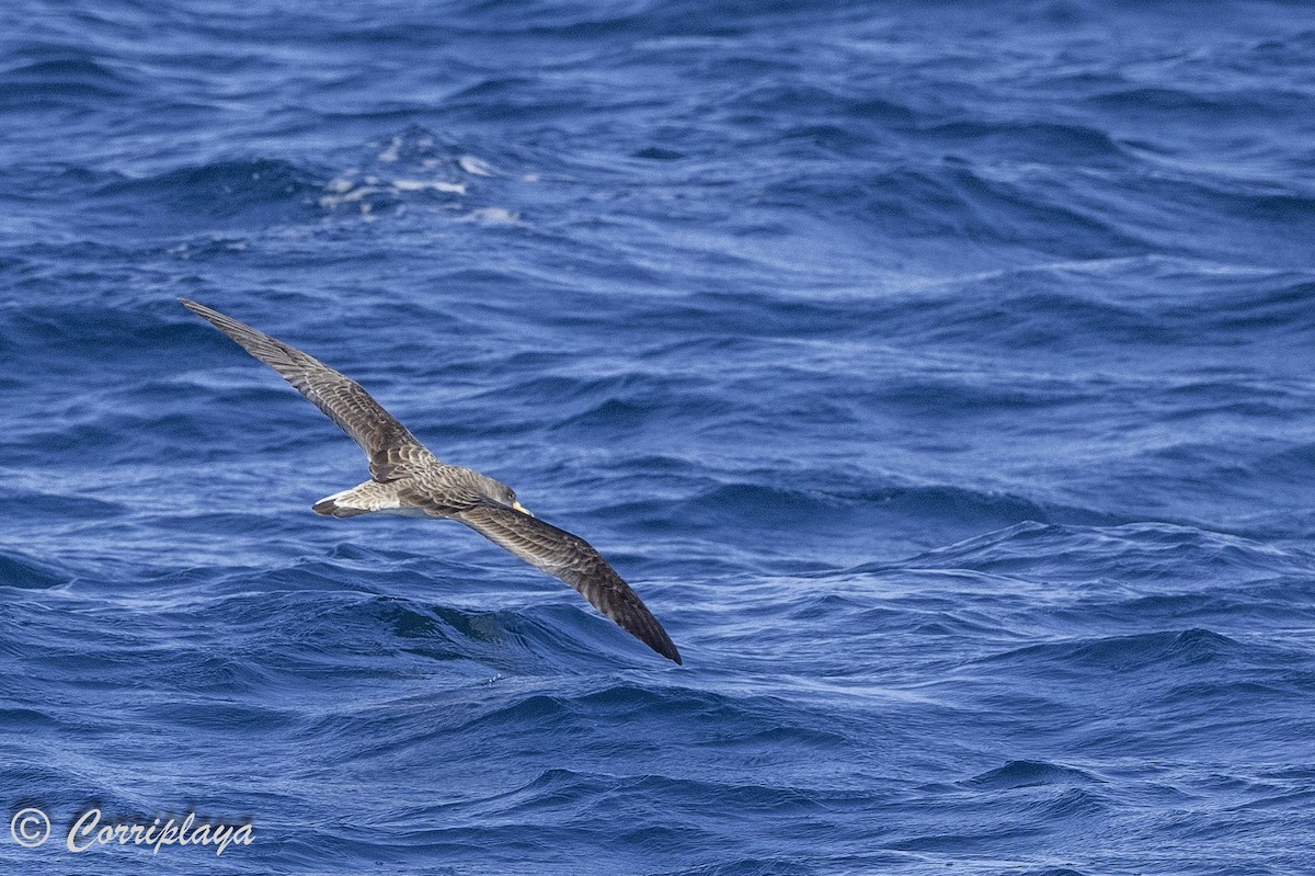 Cory's Shearwater - ML620336997