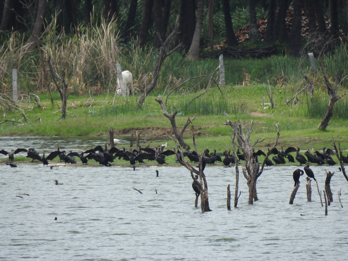 Great Cormorant - ML620337015