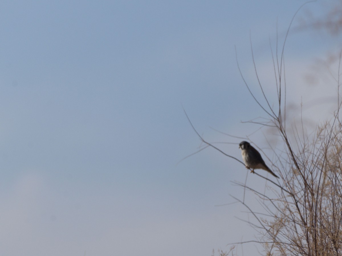 American Kestrel - ML620337030