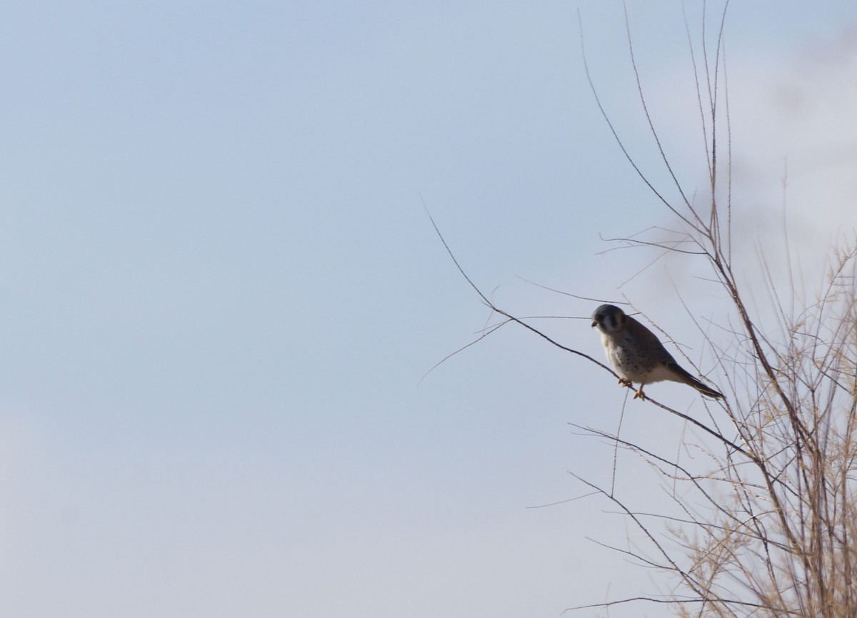 American Kestrel - ML620337031