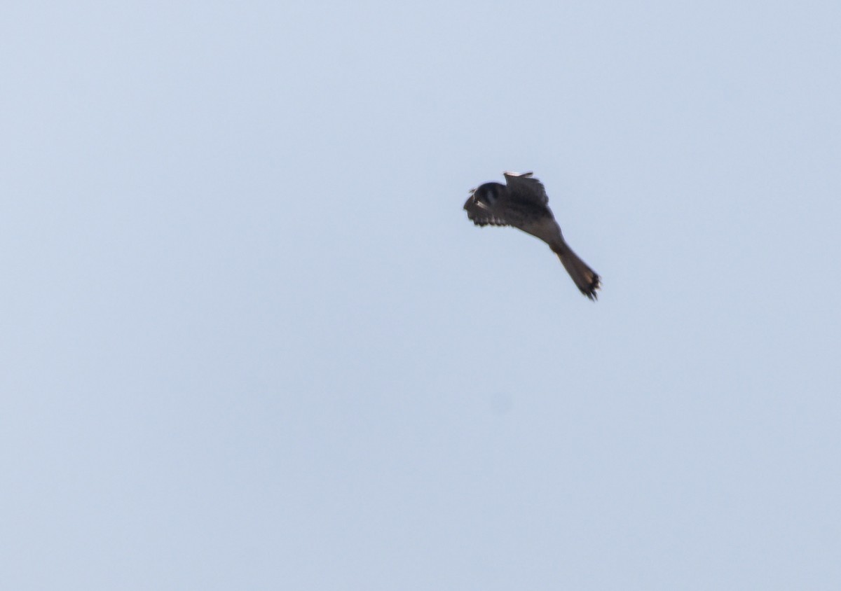 American Kestrel - ML620337033