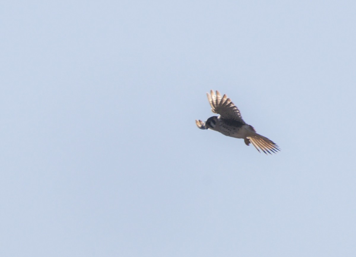 American Kestrel - ML620337034