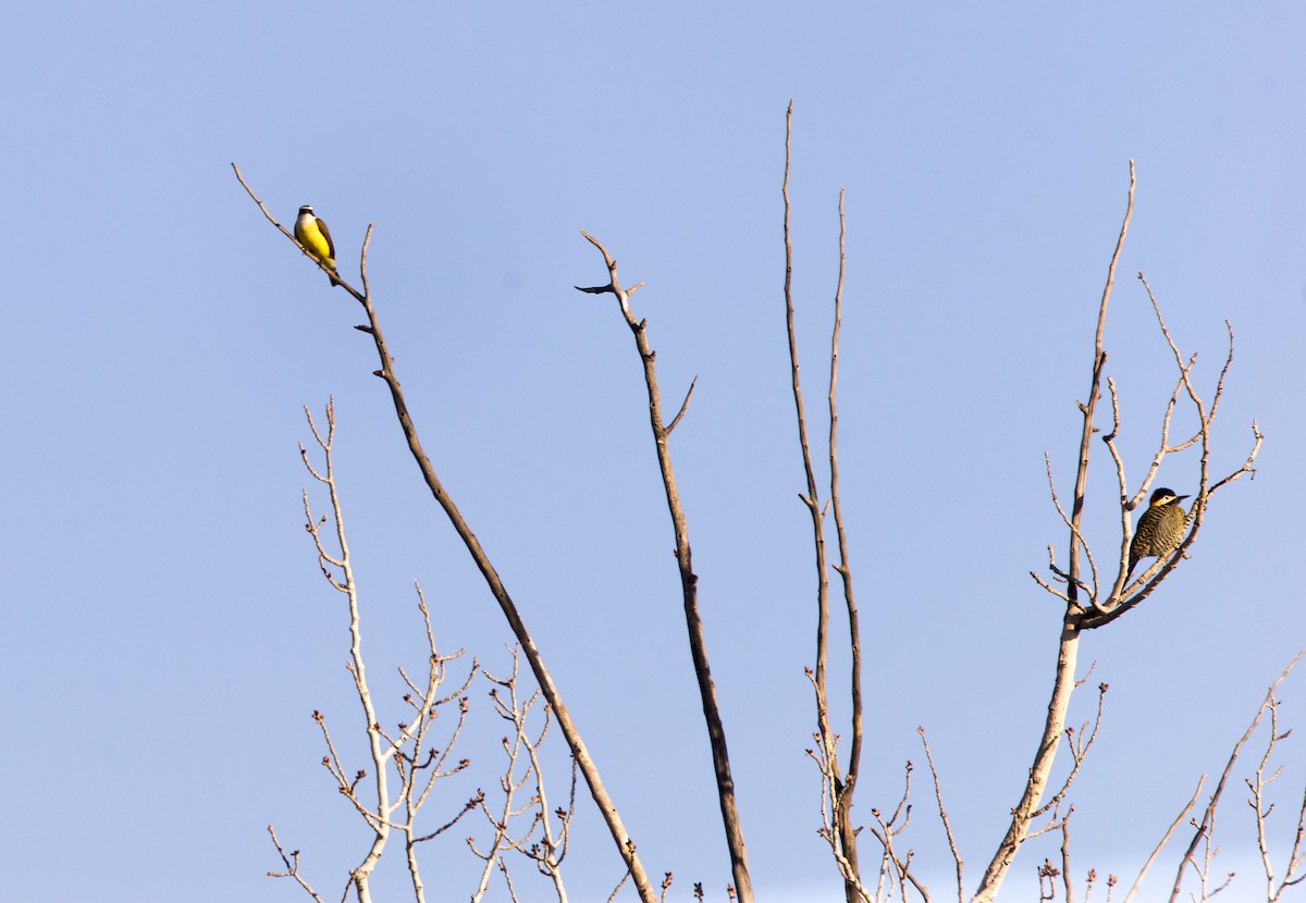 Great Kiskadee - ML620337044