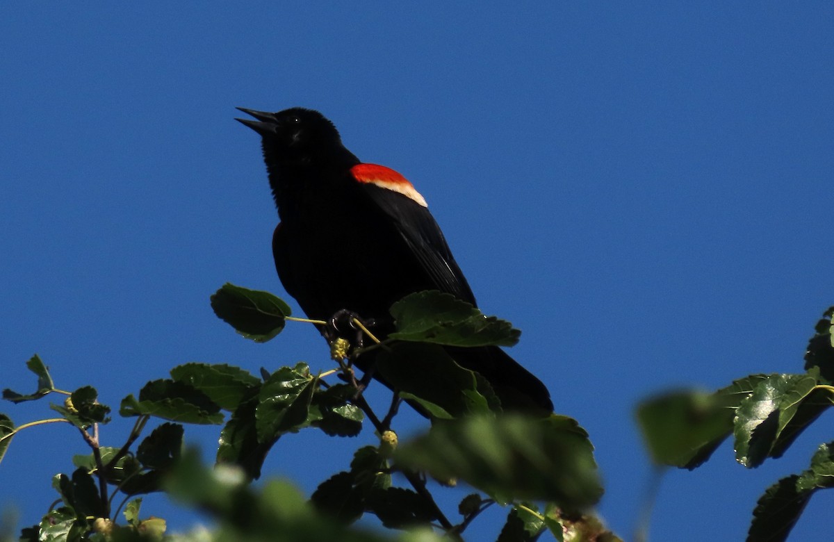 Red-winged Blackbird - ML620337050