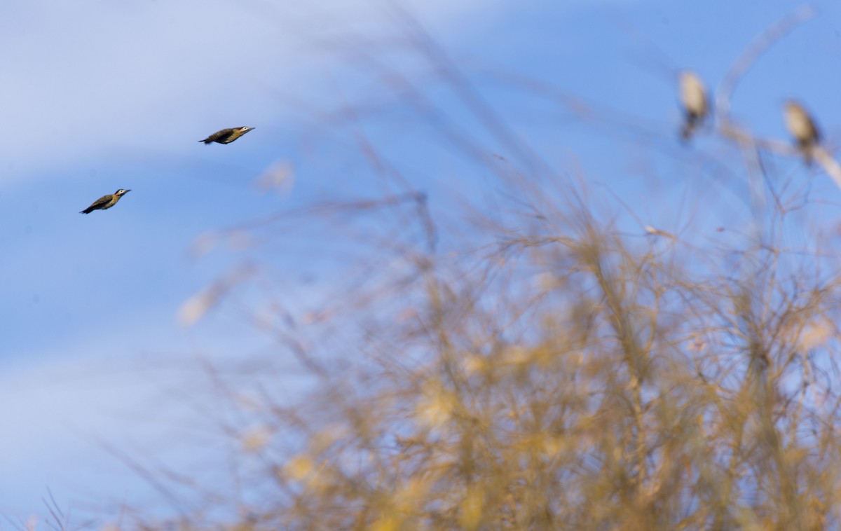 Green-barred Woodpecker - ML620337055