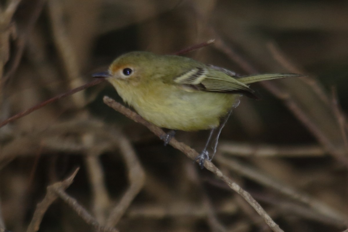 Minas Gerais Tyrannulet - ML620337057