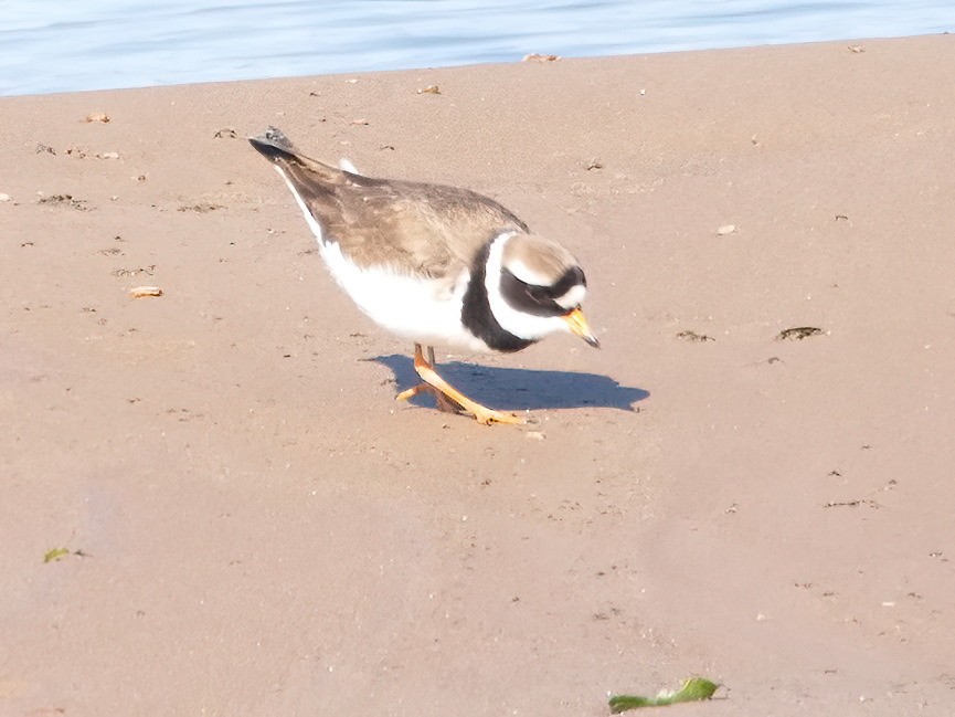 Common Ringed Plover - ML620337075