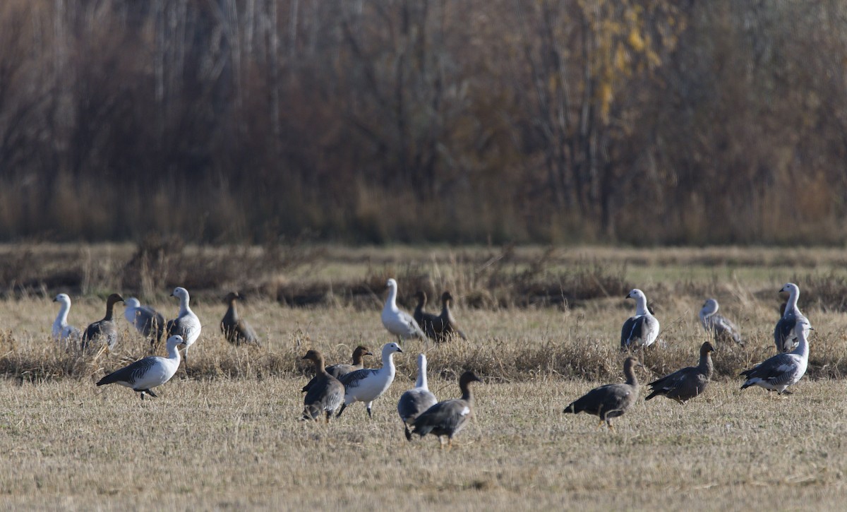Upland Goose - ML620337076