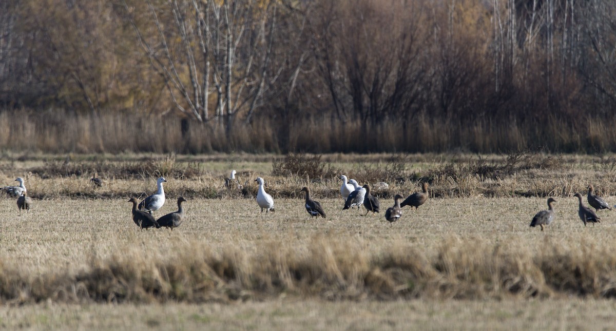Upland Goose - ML620337077