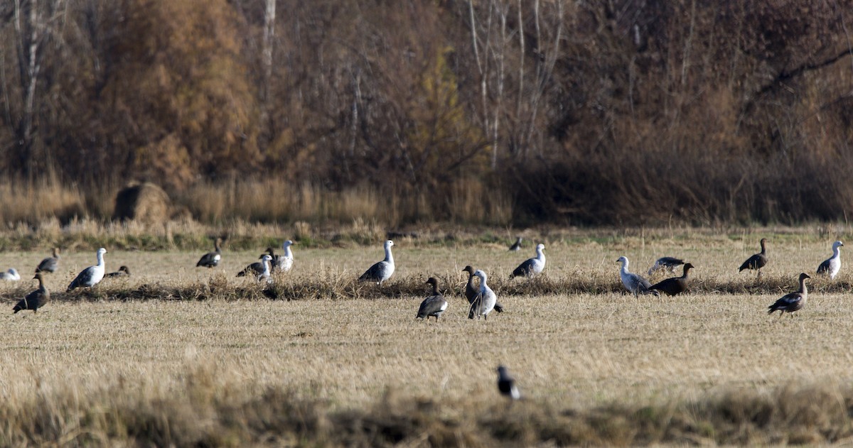 Upland Goose - ML620337078