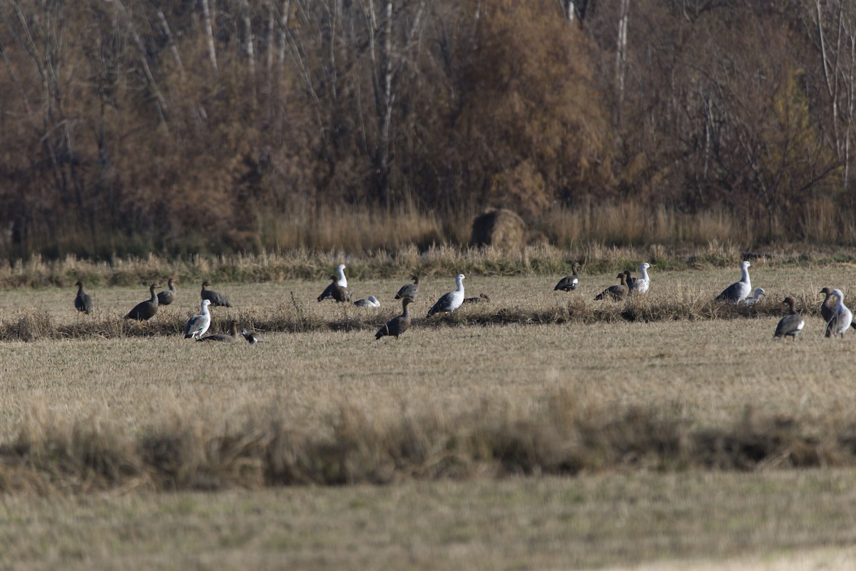 Upland Goose - ML620337079