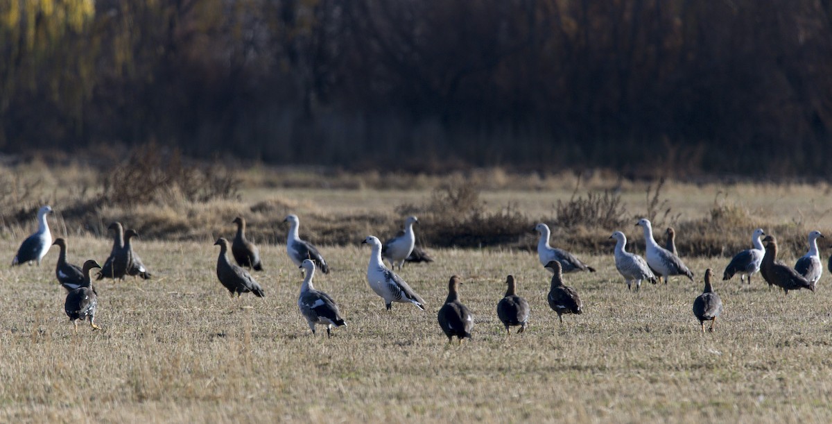 Upland Goose - ML620337080
