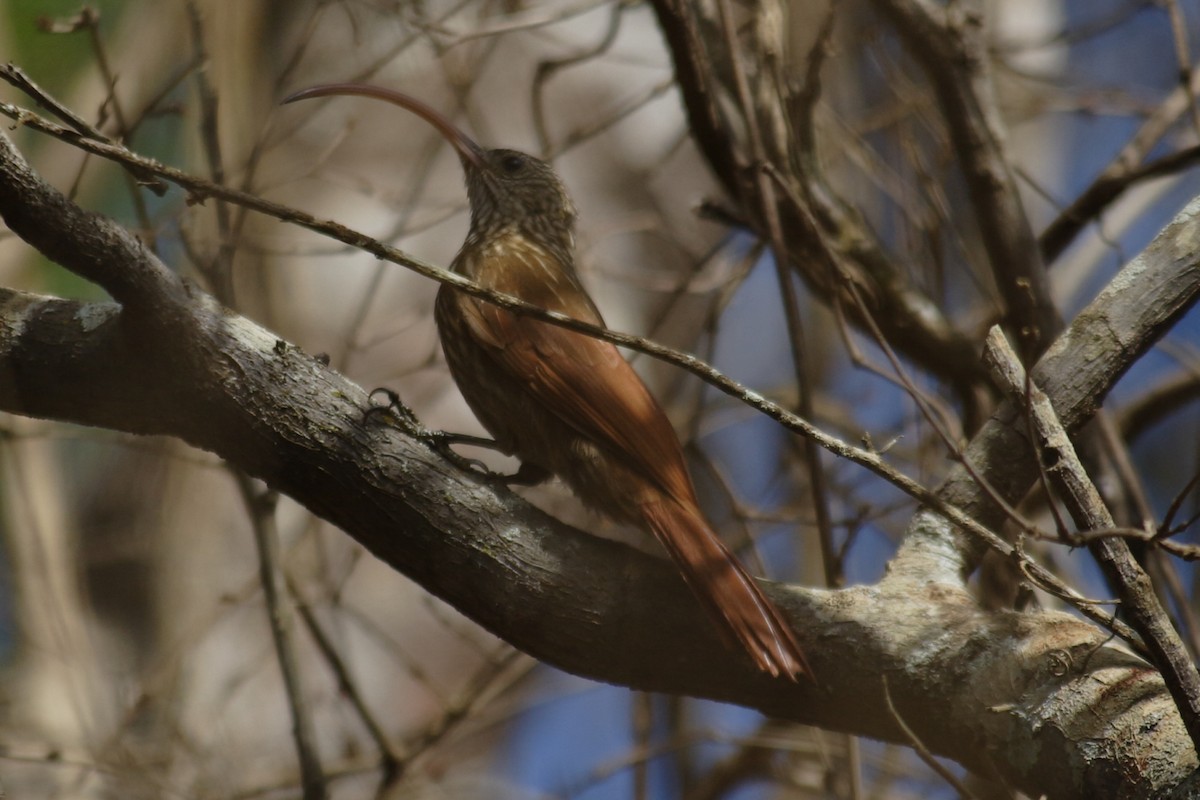 Red-billed Scythebill - ML620337083