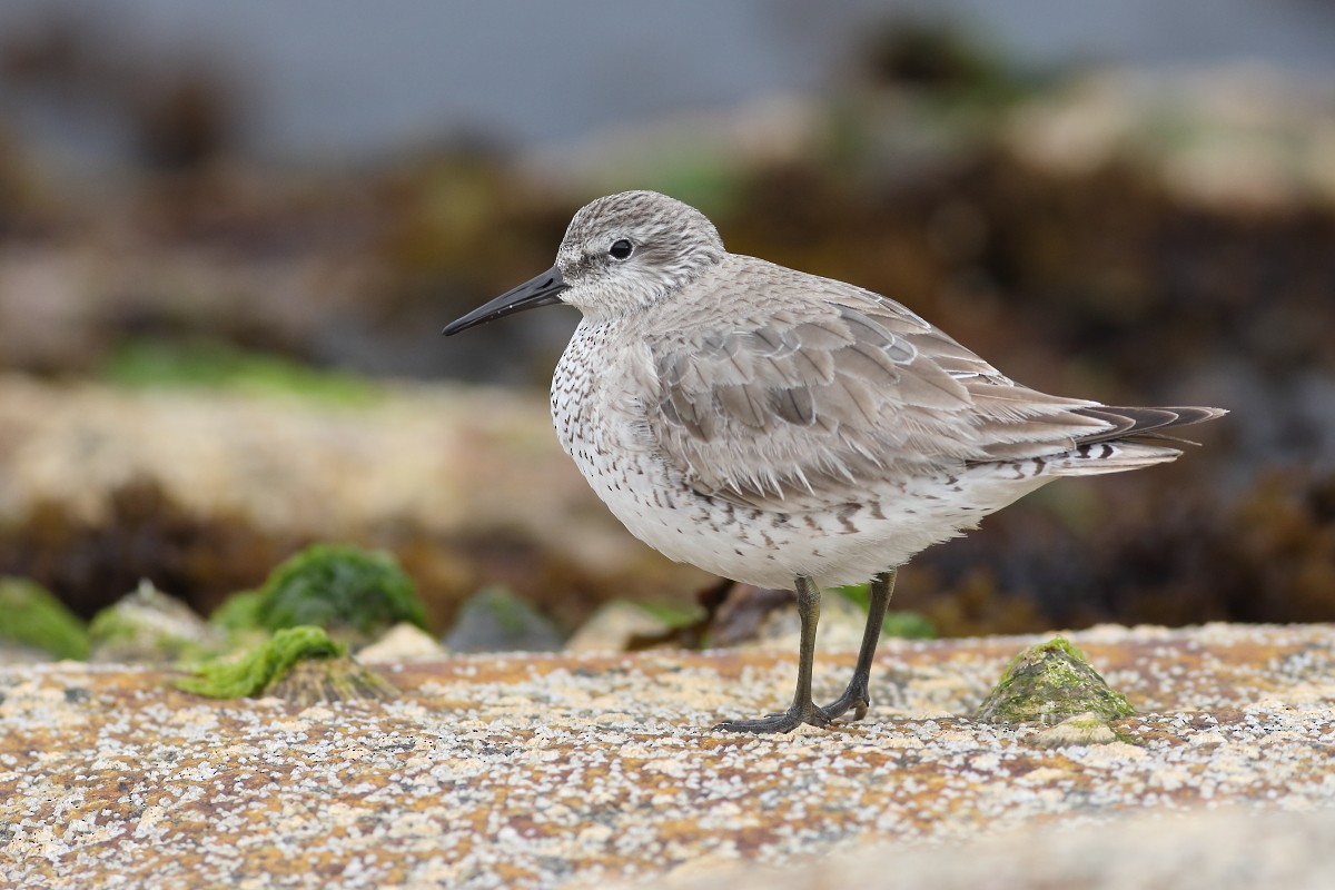 Red Knot - ML620337084