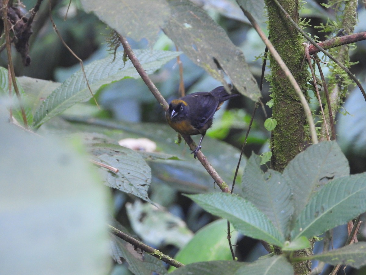 Dusky-faced Tanager - ML620337085