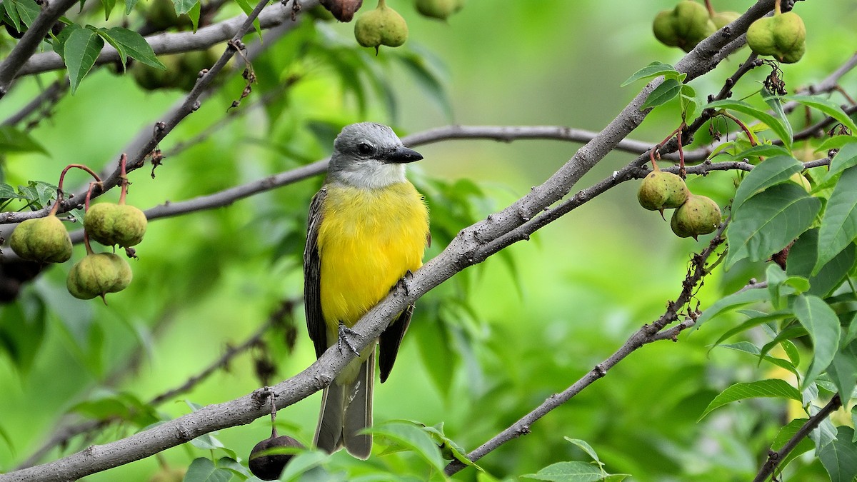 Couch's Kingbird - ML620337088