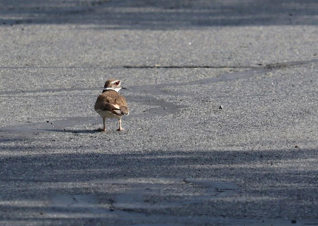 Killdeer - ML620337116