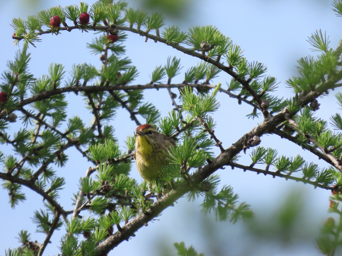 Paruline à couronne rousse - ML620337130