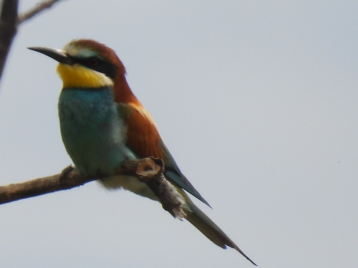 European Bee-eater - ML620337140