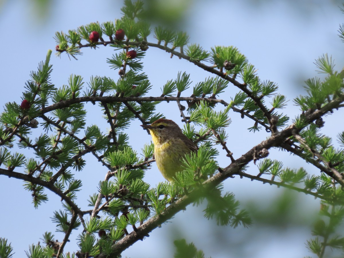 Palm Warbler - ML620337143