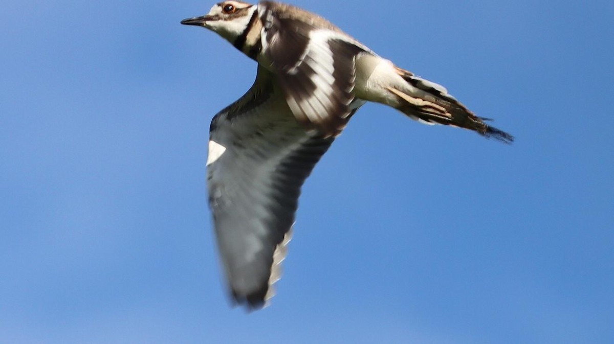 Killdeer - ML620337145