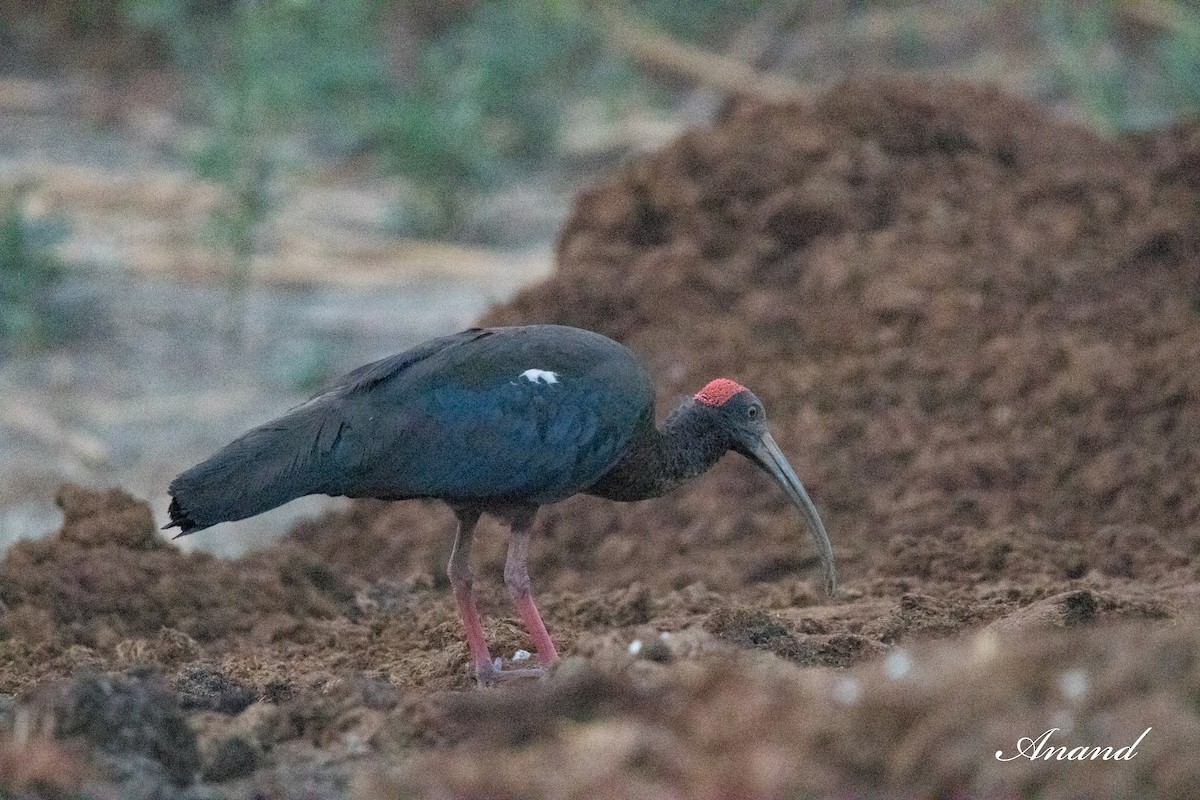 ibis bradavičnatý - ML620337174